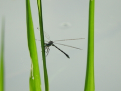 Lestes australis