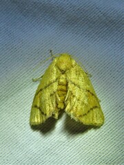 Apoda y-inversa