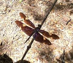 Rhyothemis princeps