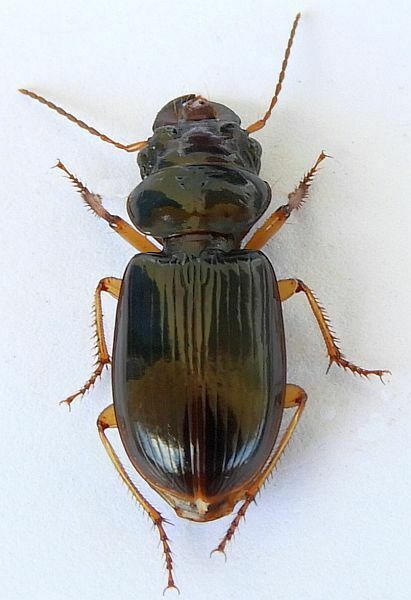 Polpochila erro