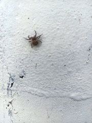Cymbacha