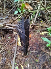 Chamaepetes unicolor