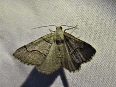 Digrammia continuata