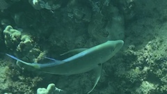 Caranx melampygus