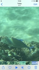 Caranx melampygus