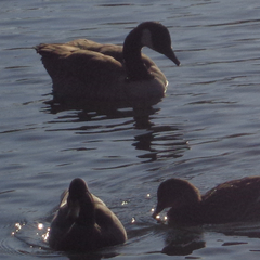 Branta canadensis