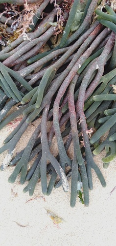 Codium galeatum observed 2022-10-29