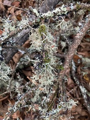 Pseudevernia consocians