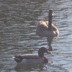 Branta canadensis