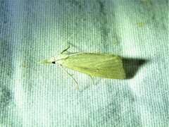 Eoreuma densellus