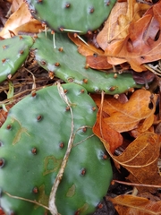 Opuntia humifusa