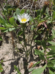 Noticastrum