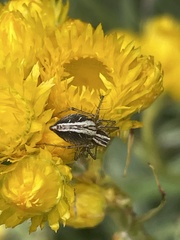 Oxyopes gracilipes