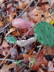 Opuntia humifusa