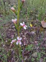 Stylidium armeria