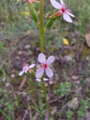 Stylidium armeria