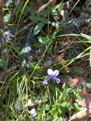 Viola hederacea