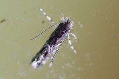 Macrosaccus robiniella