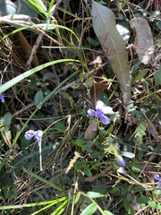 Viola hederacea