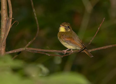 Platyrinchus leucoryphus