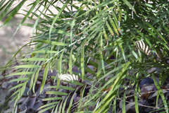 Heliconius charithonia vazquezae