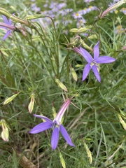 Lithotoma axillaris