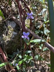 Viola hederacea