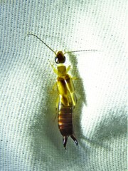 Euborellia cincticollis