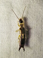 Euborellia cincticollis