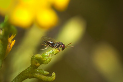 Pteromalidae