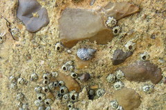 Echinolittorina placida