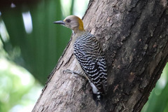 Melanerpes hoffmannii