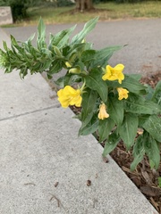 Oenothera elata