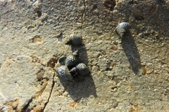 Echinolittorina placida