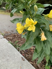 Oenothera elata