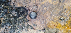 Nerita atramentosa