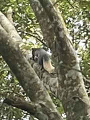 Ratufa bicolor
