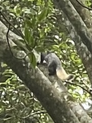 Ratufa bicolor