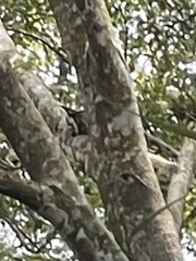 Ratufa bicolor