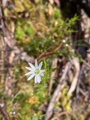 Stellaria pungens