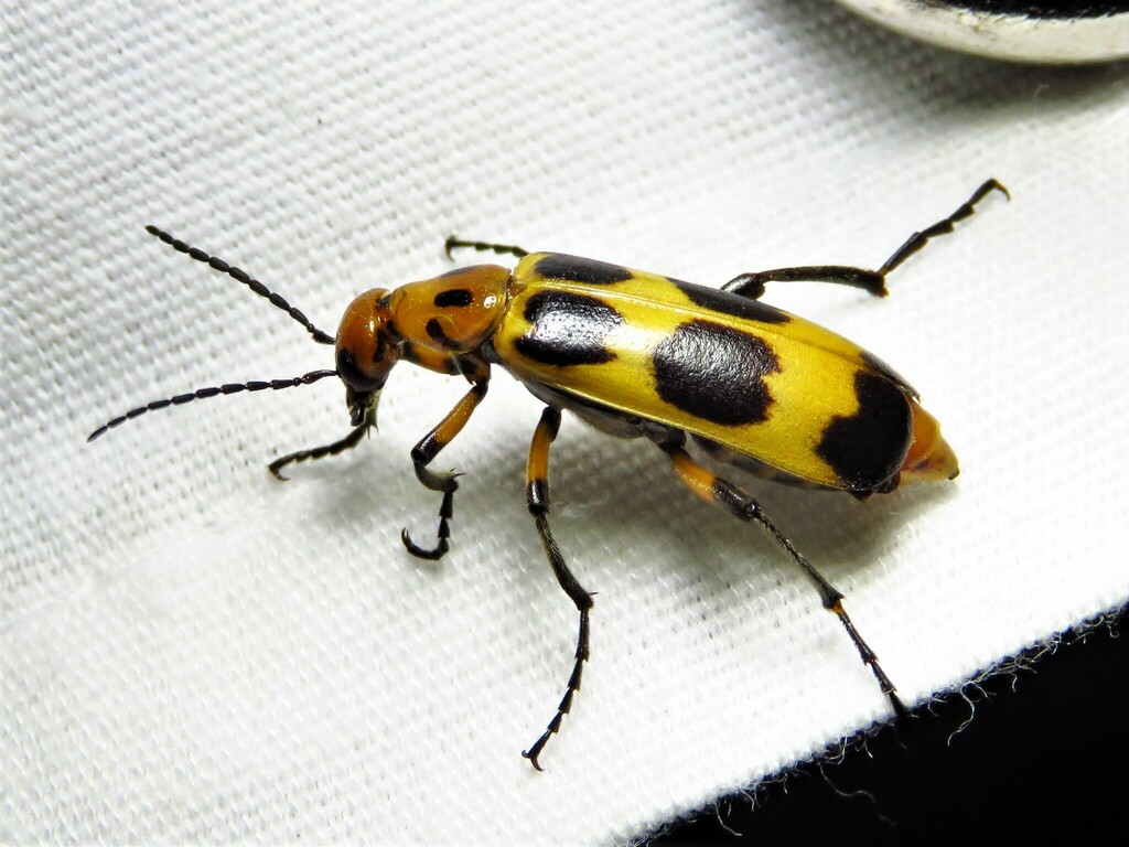 Pyrota perversa