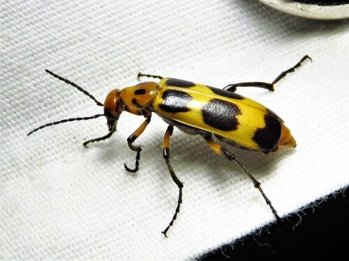 Pyrota perversa