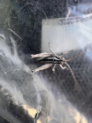 Mohavacris timberlakei