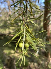 Persoonia linearis