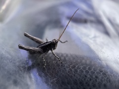 Mohavacris timberlakei