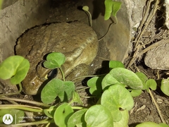 Rhinella arenarum