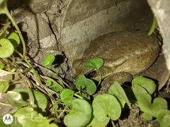 Rhinella arenarum