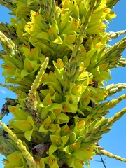 Puya chilensis