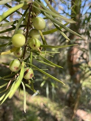 Persoonia linearis