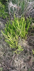 Baccharis trimera